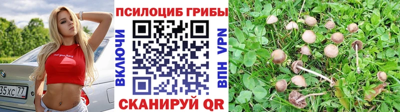 где можно купить наркотик  Алексин  Галлюциногенные грибы GOLDEN TEACHER 